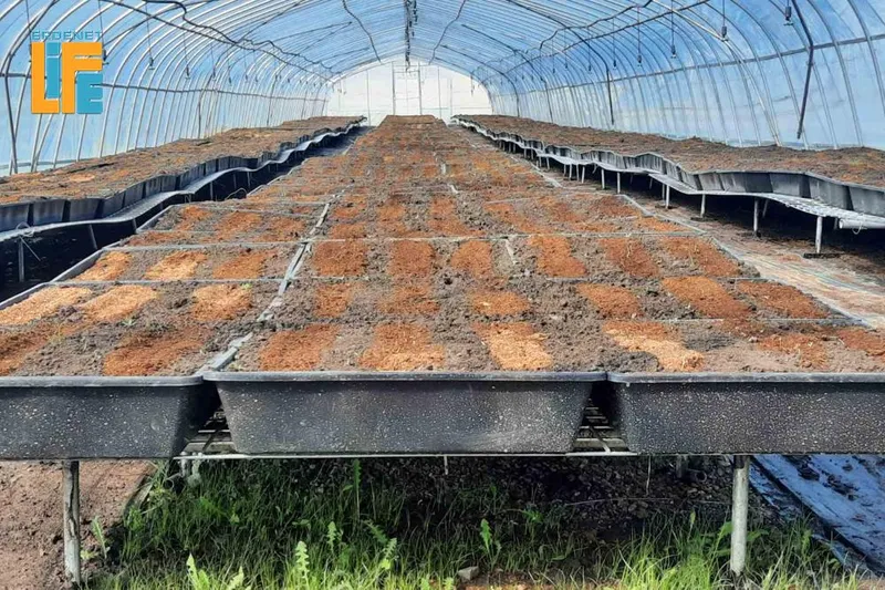 Орхон аймгийн мод үржүүлгийн газруудад бүртгэлийн ажил явагдлаа