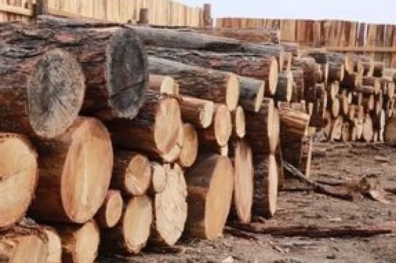Ирэх сарын 25-наас зорилтот өрхүүдэд 350 мянган төгрөгөөр түлээний мод худалдана