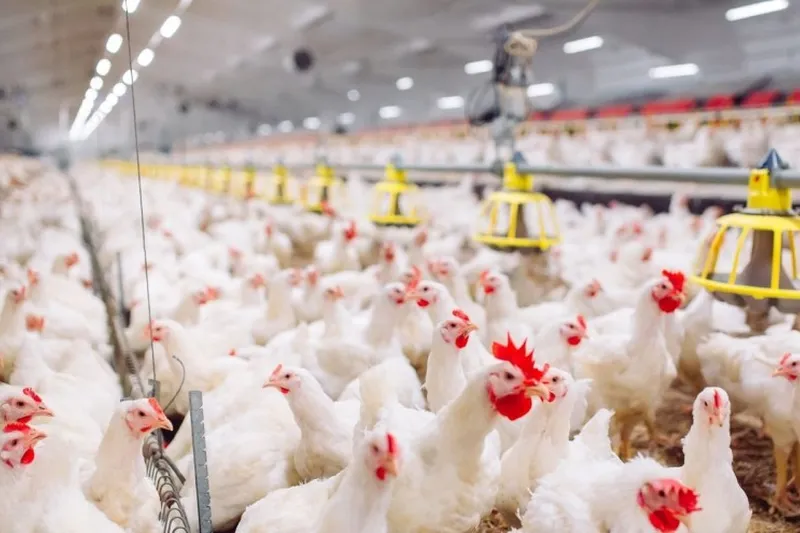 Шувууны ханиадны H5N8 вирус хүнд халдсан анхны тохиолдол ОХУ-д бүртгэгджээ